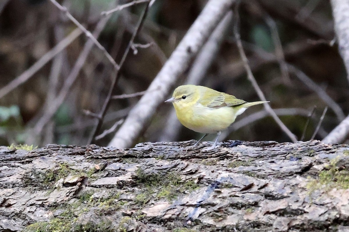 Tennessee Warbler - ML643305815