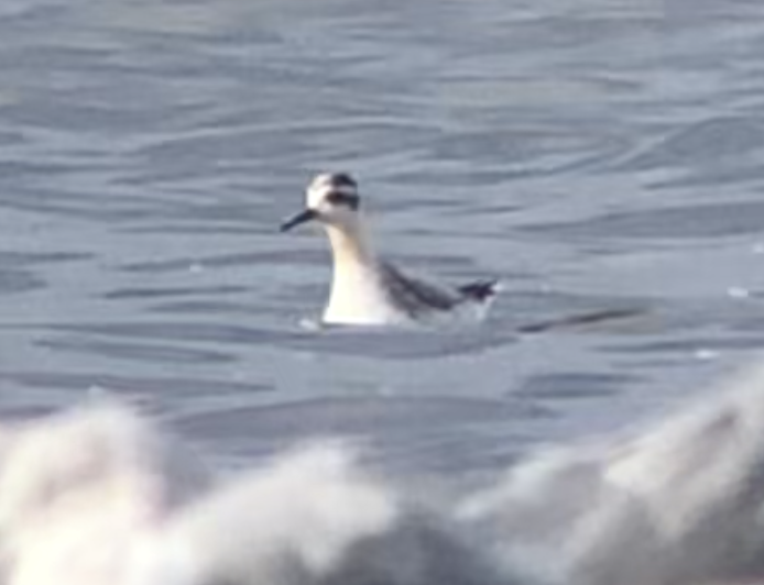 ハイイロヒレアシシギ - ML643305816