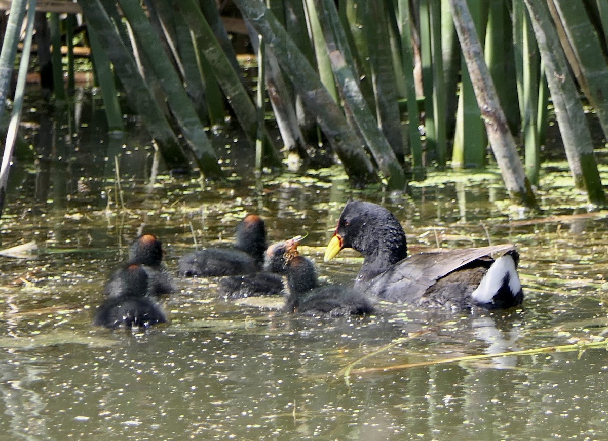 Red-gartered Coot - ML643305817