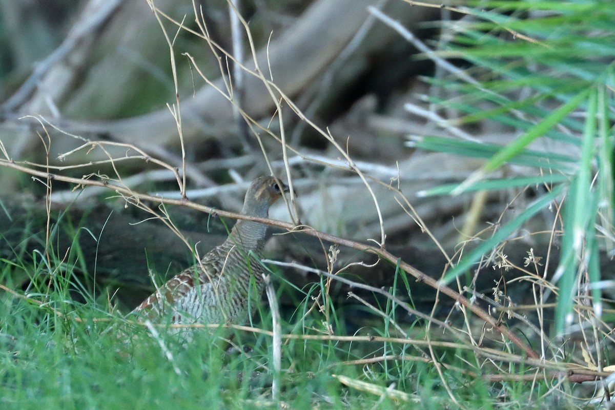 Gray Francolin - ML643305818