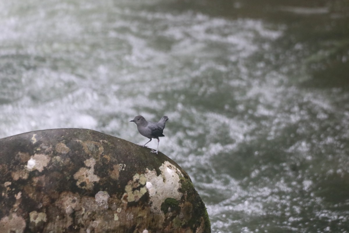 American Dipper - ML643305821