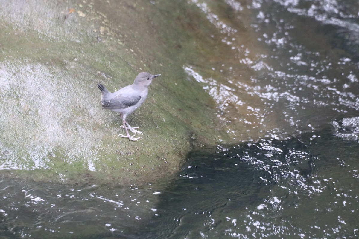 American Dipper - ML643305822
