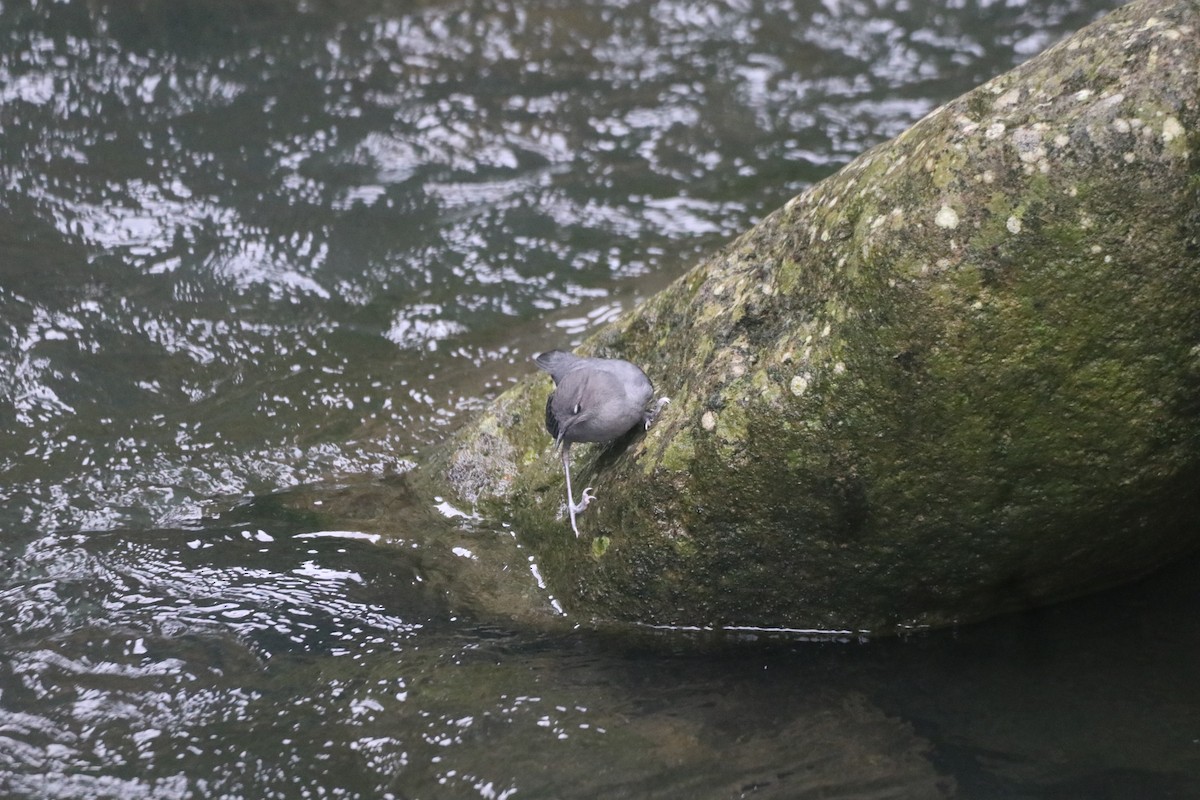 American Dipper - ML643305823