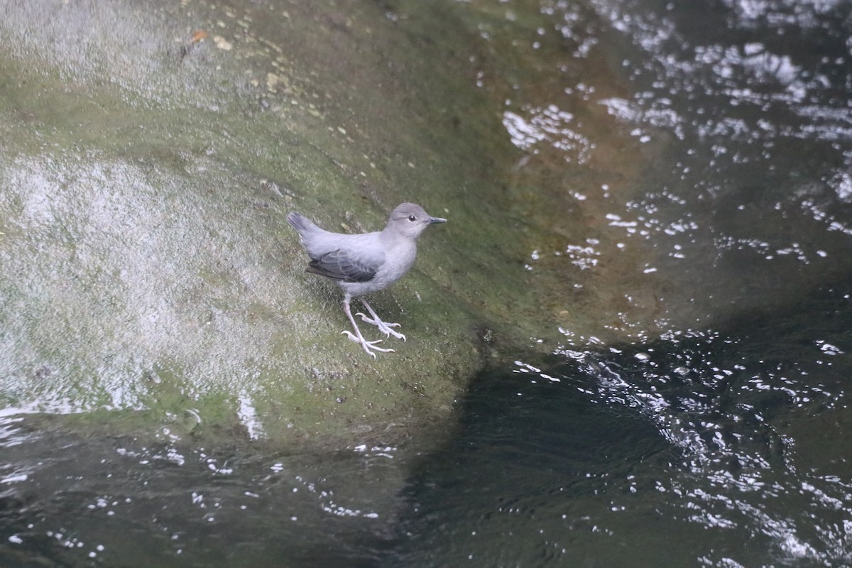 American Dipper - ML643305824