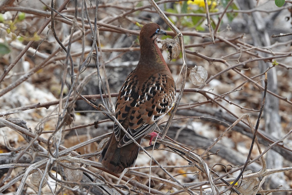 Galapagos Dove - ML643305825