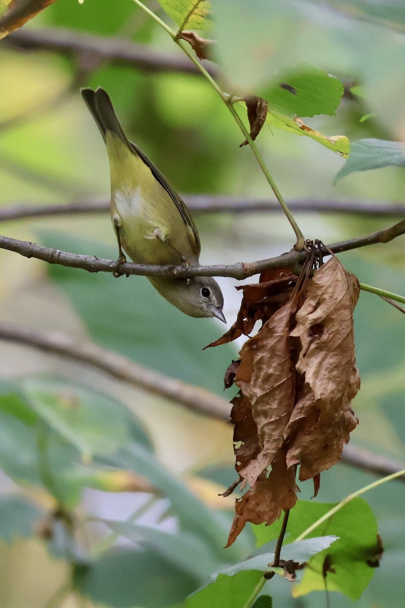 Orange-crowned Warbler - ML643305829