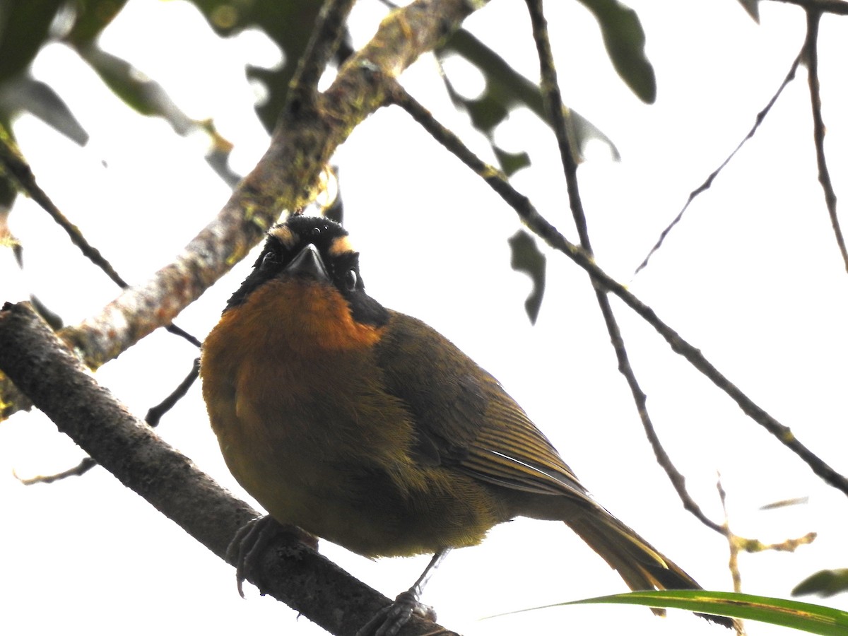 Black-capped Hemispingus - ML643305852