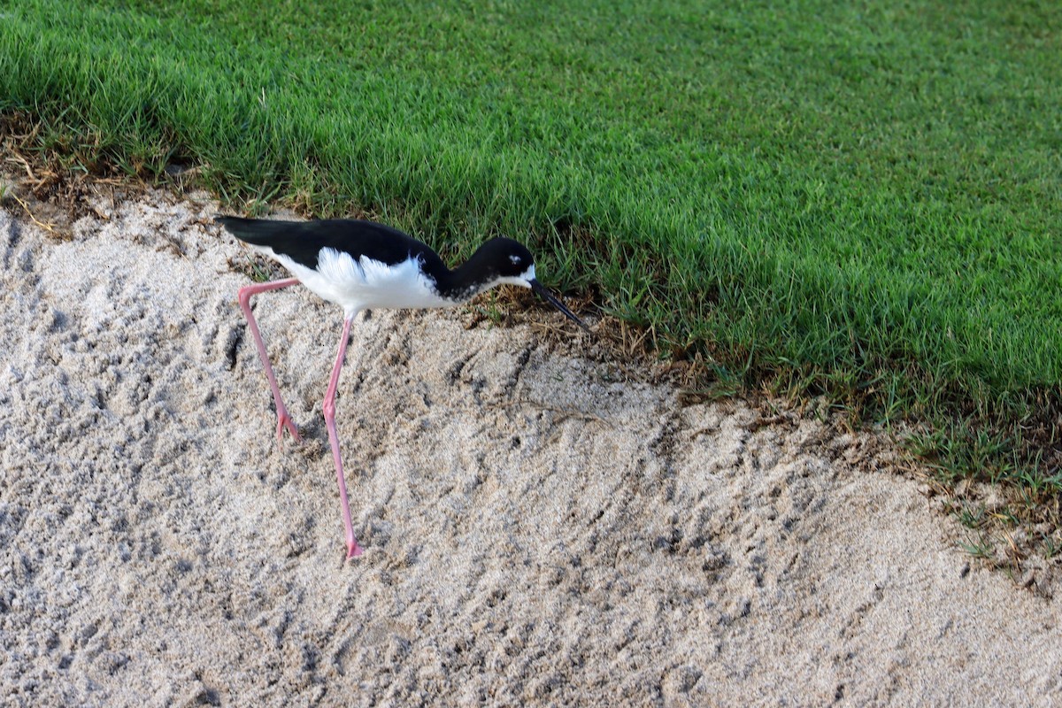 Black-necked Stilt - ML643305860