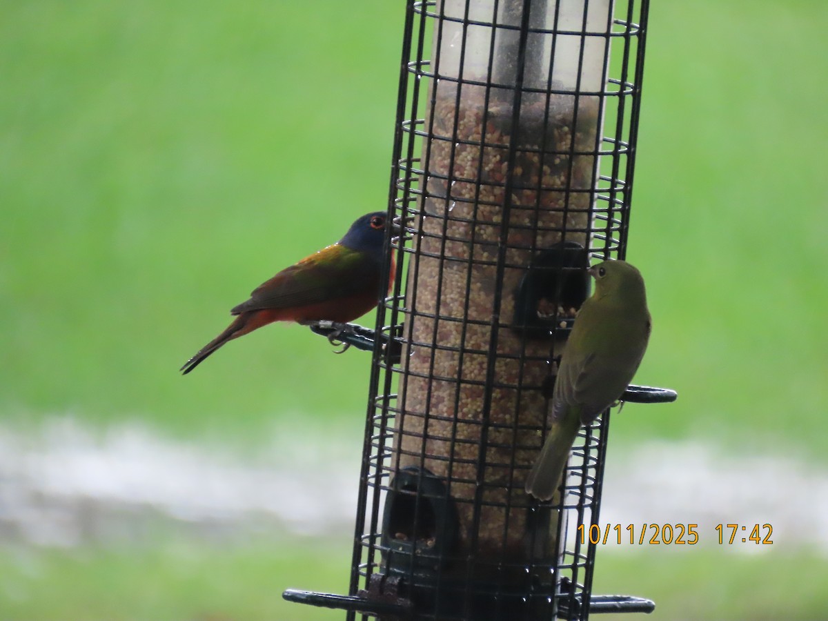 Painted Bunting - ML643305864