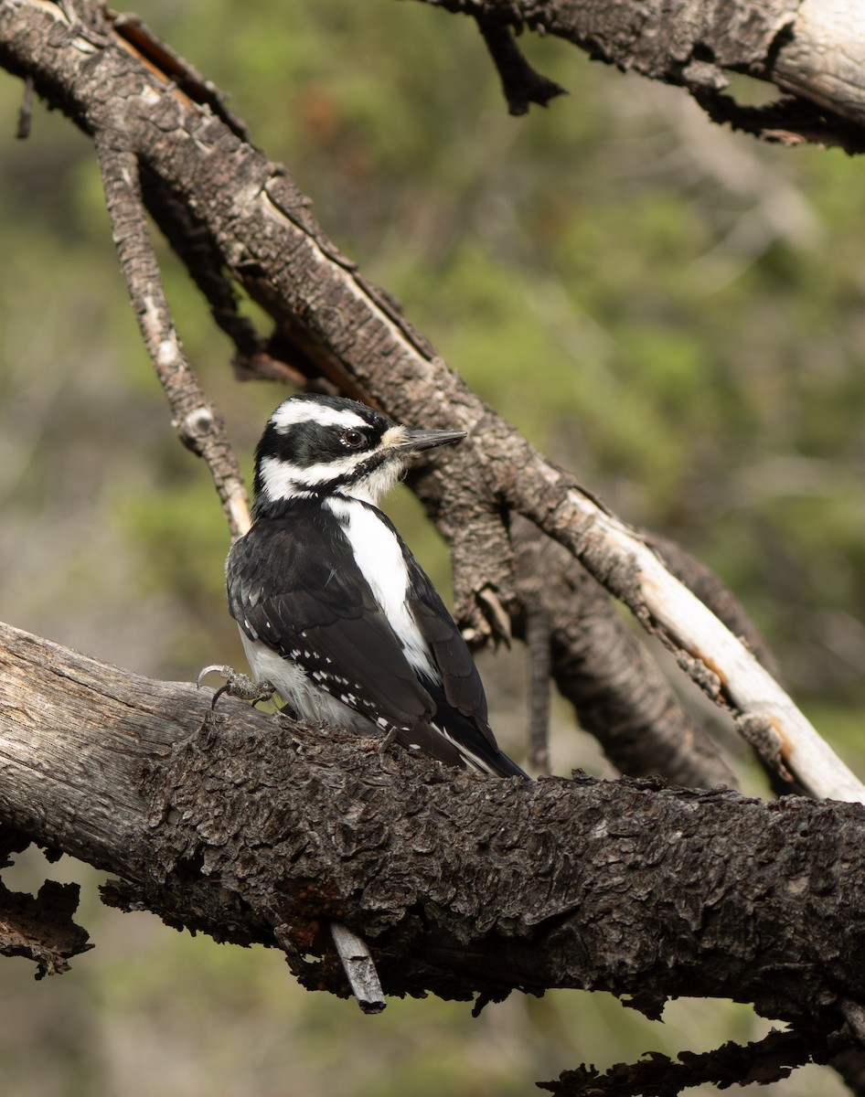 Hairy Woodpecker - ML643305872