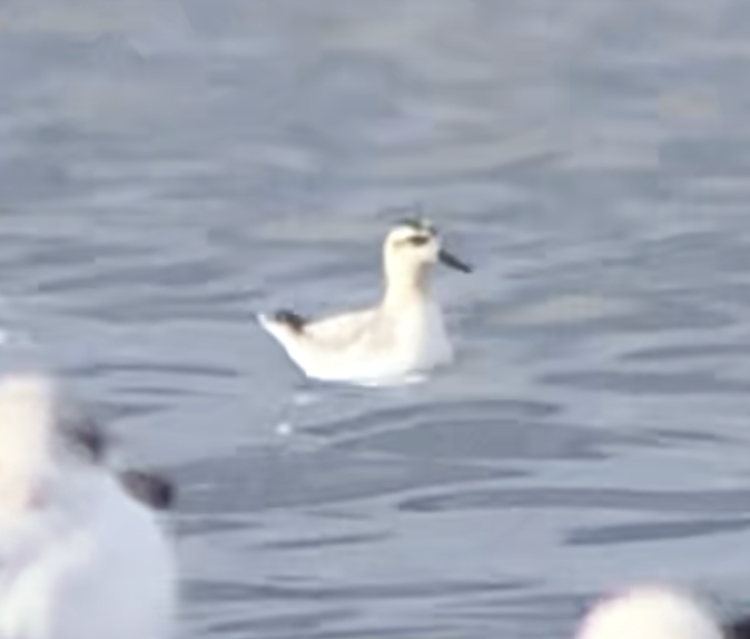 ハイイロヒレアシシギ - ML643305882