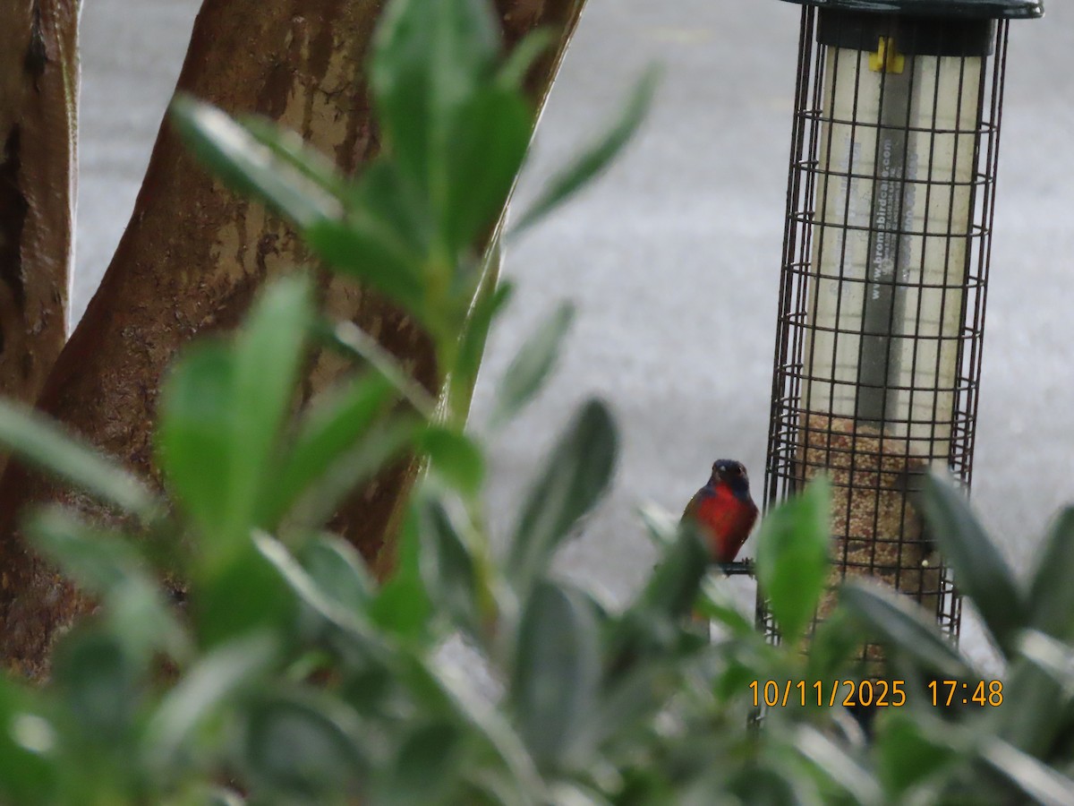 Painted Bunting - ML643305887