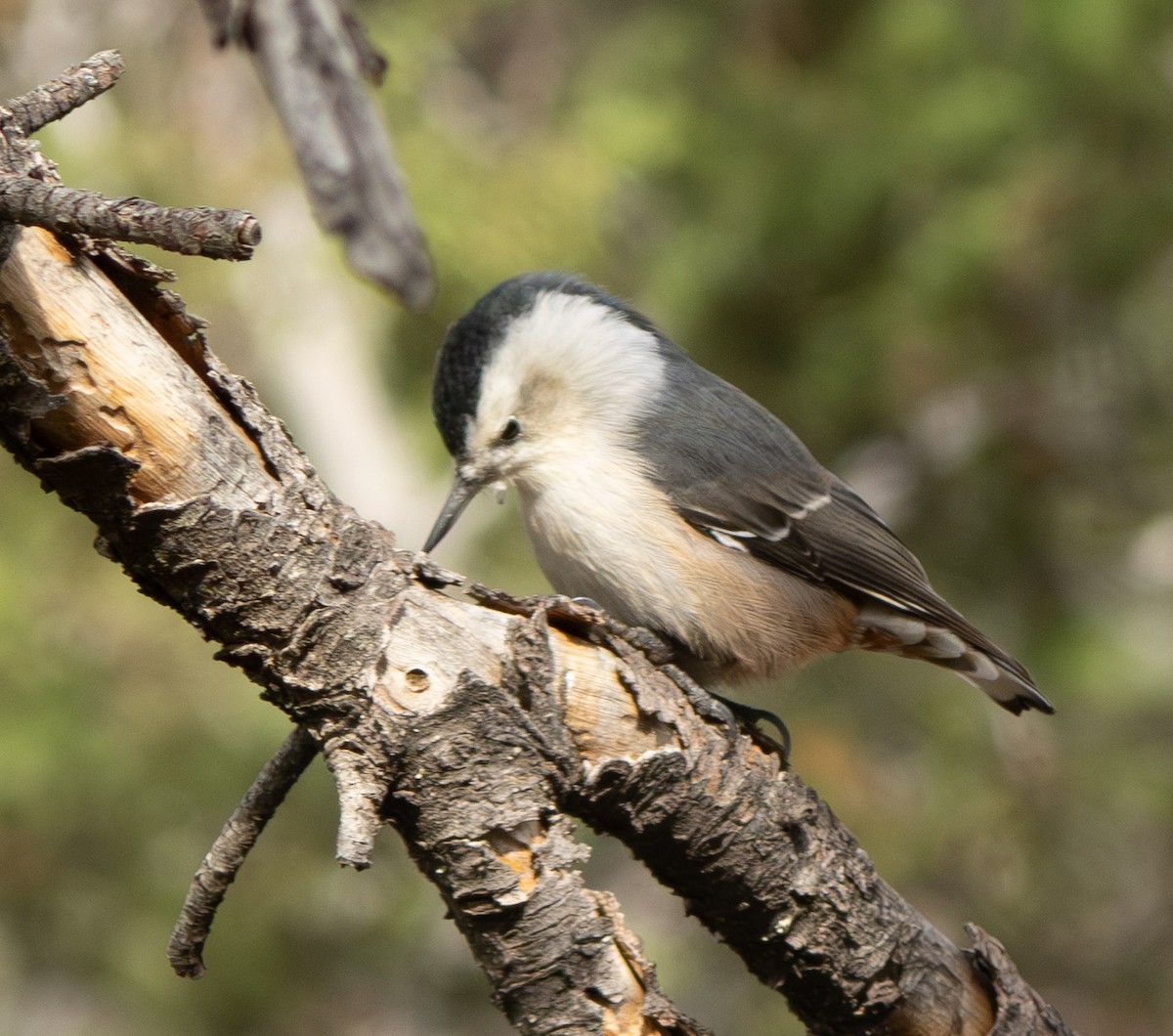 White-breasted Nuthatch - ML643305890