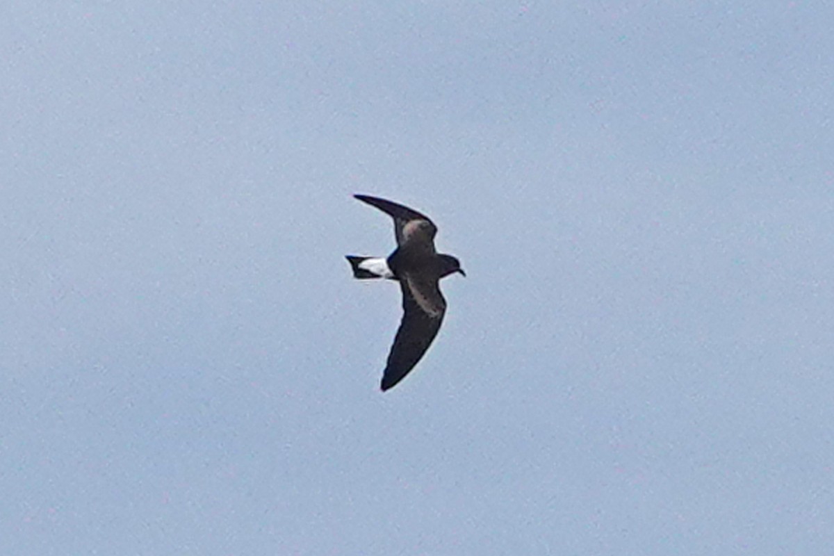 Wedge-rumped Storm-Petrel - ML643305891