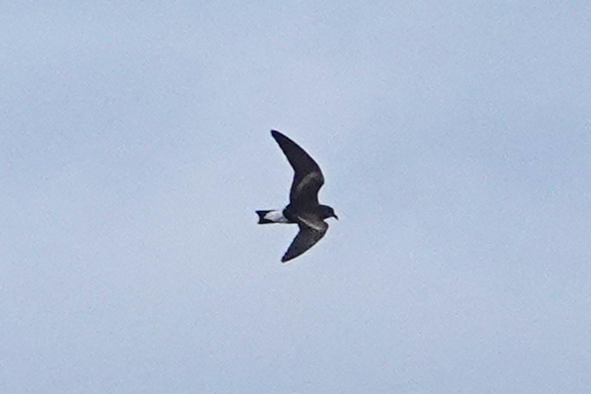 Wedge-rumped Storm-Petrel - ML643305892