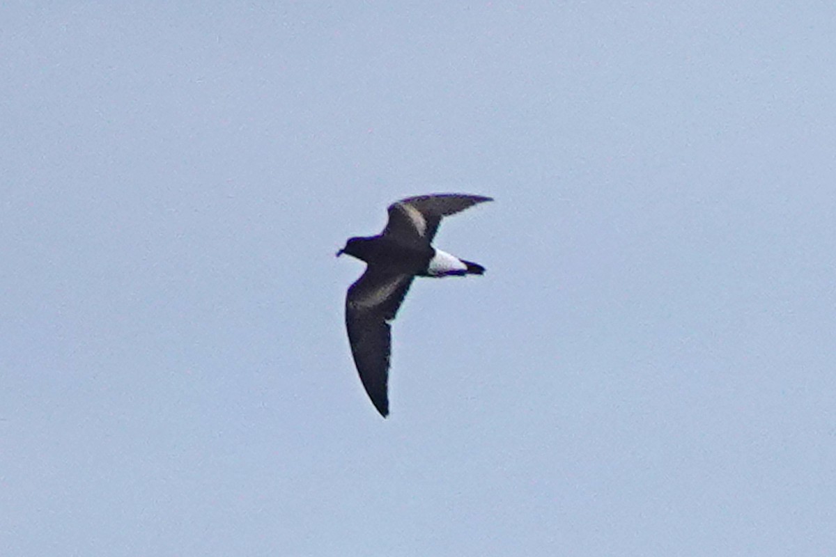 Wedge-rumped Storm-Petrel - ML643305893
