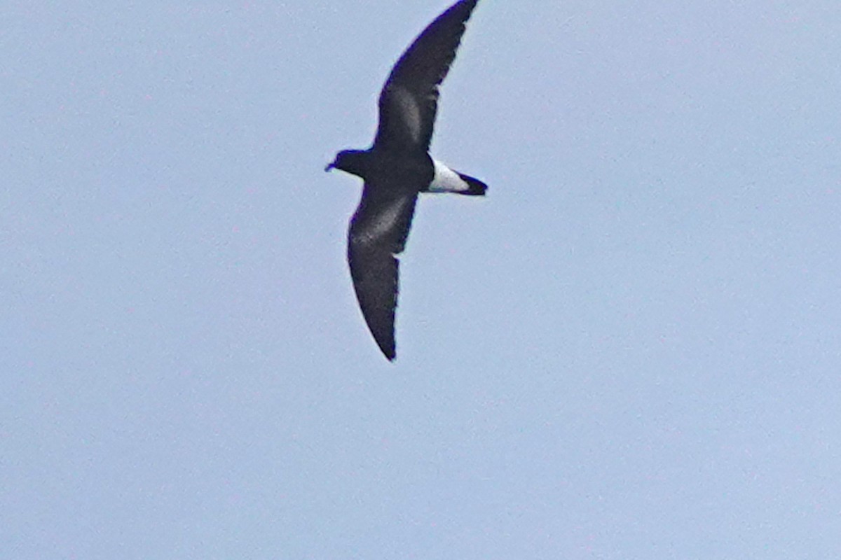 Wedge-rumped Storm-Petrel - ML643305895