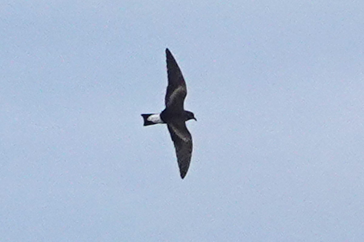 Wedge-rumped Storm-Petrel - ML643305896