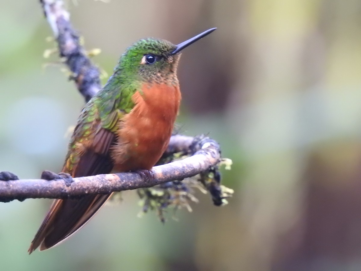Chestnut-breasted Coronet - ML643305906