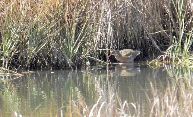 Ridgway's Rail - ML643305987