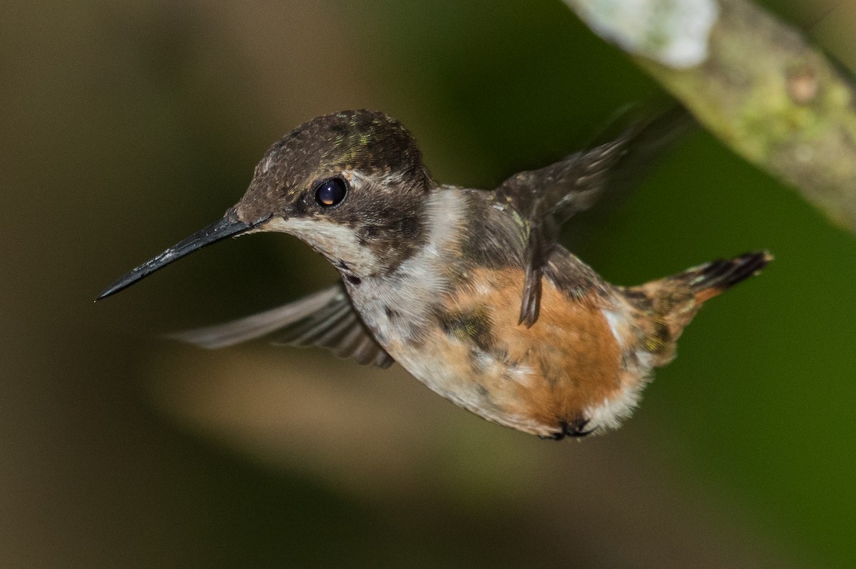 Purple-throated Woodstar - ML643305990