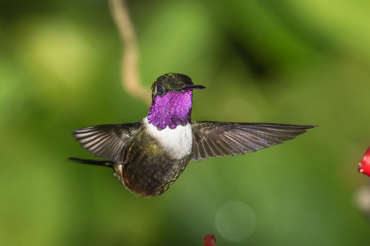 Purple-throated Woodstar - ML643305991