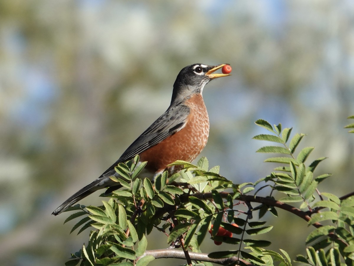 Merle d'Amérique - ML643305998