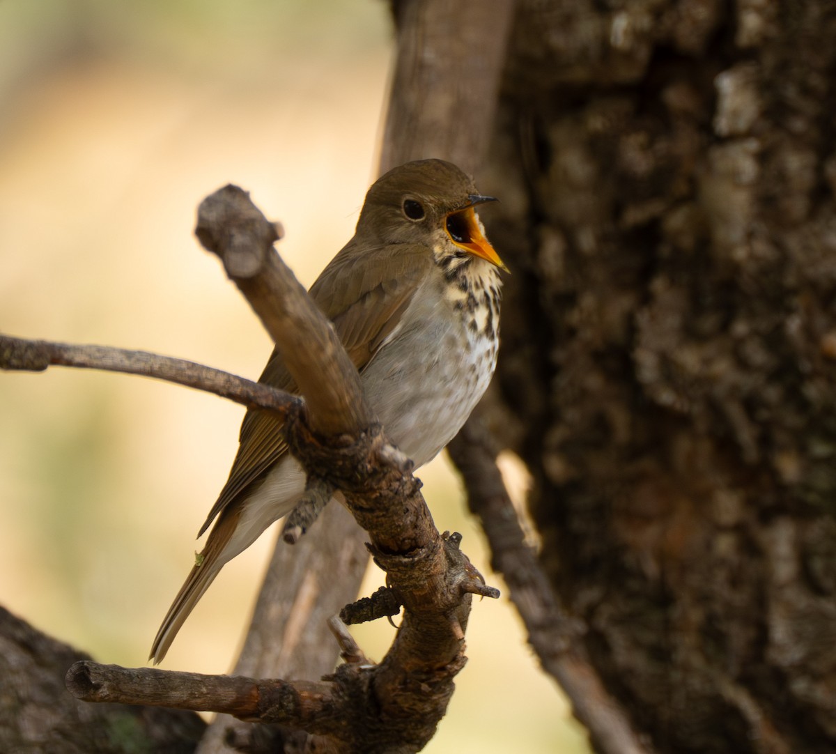 Hermit Thrush - ML643306041