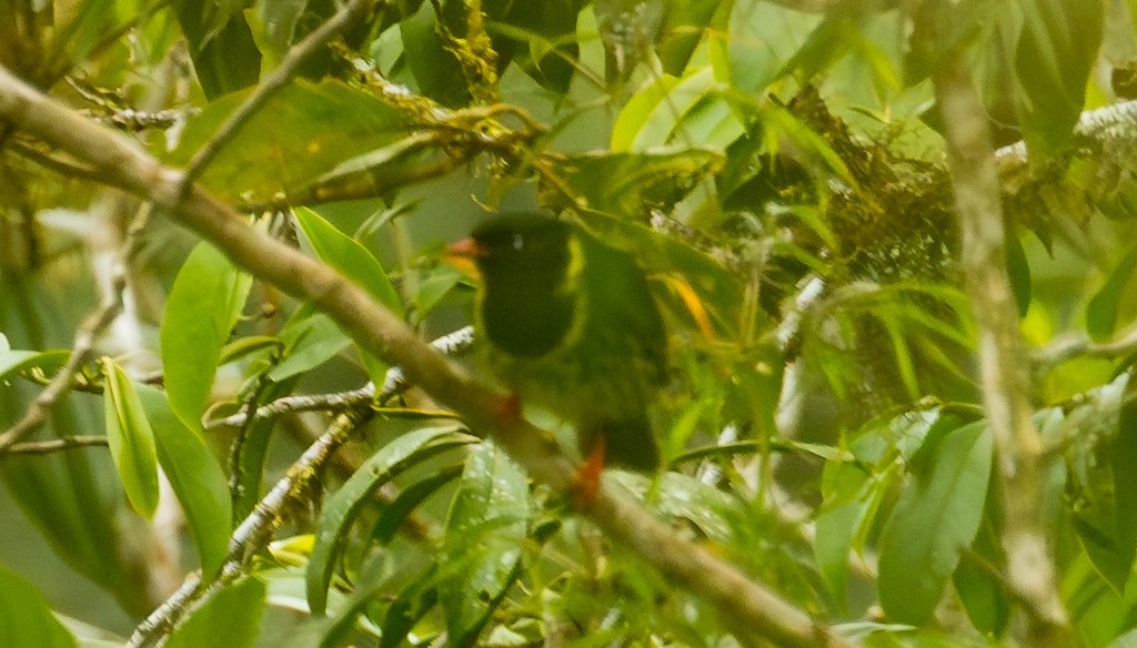Cotinga vert et noir - ML643306081
