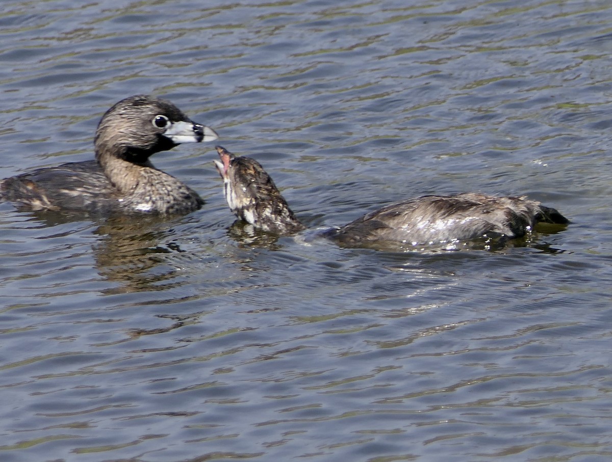 Pied-billed Grebe - ML643306090
