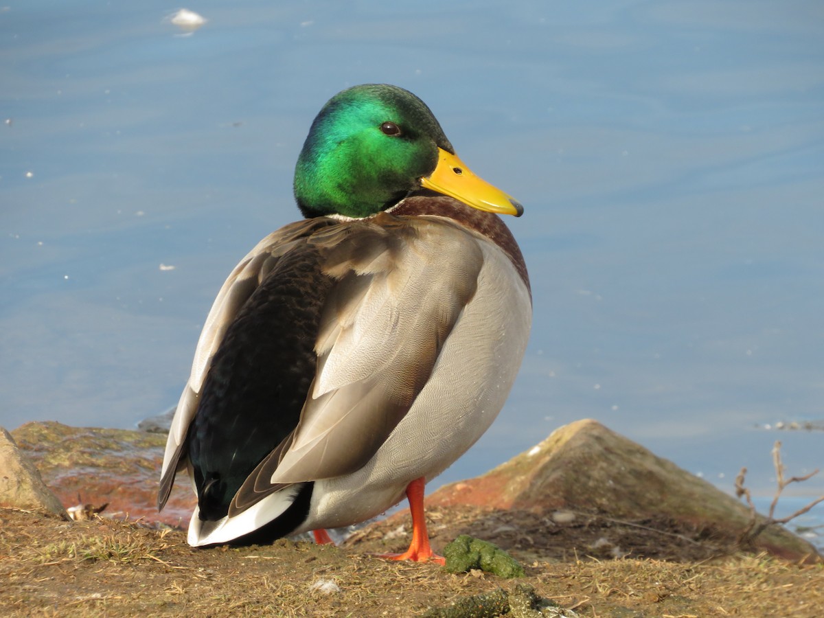 Canard colvert - ML643306098