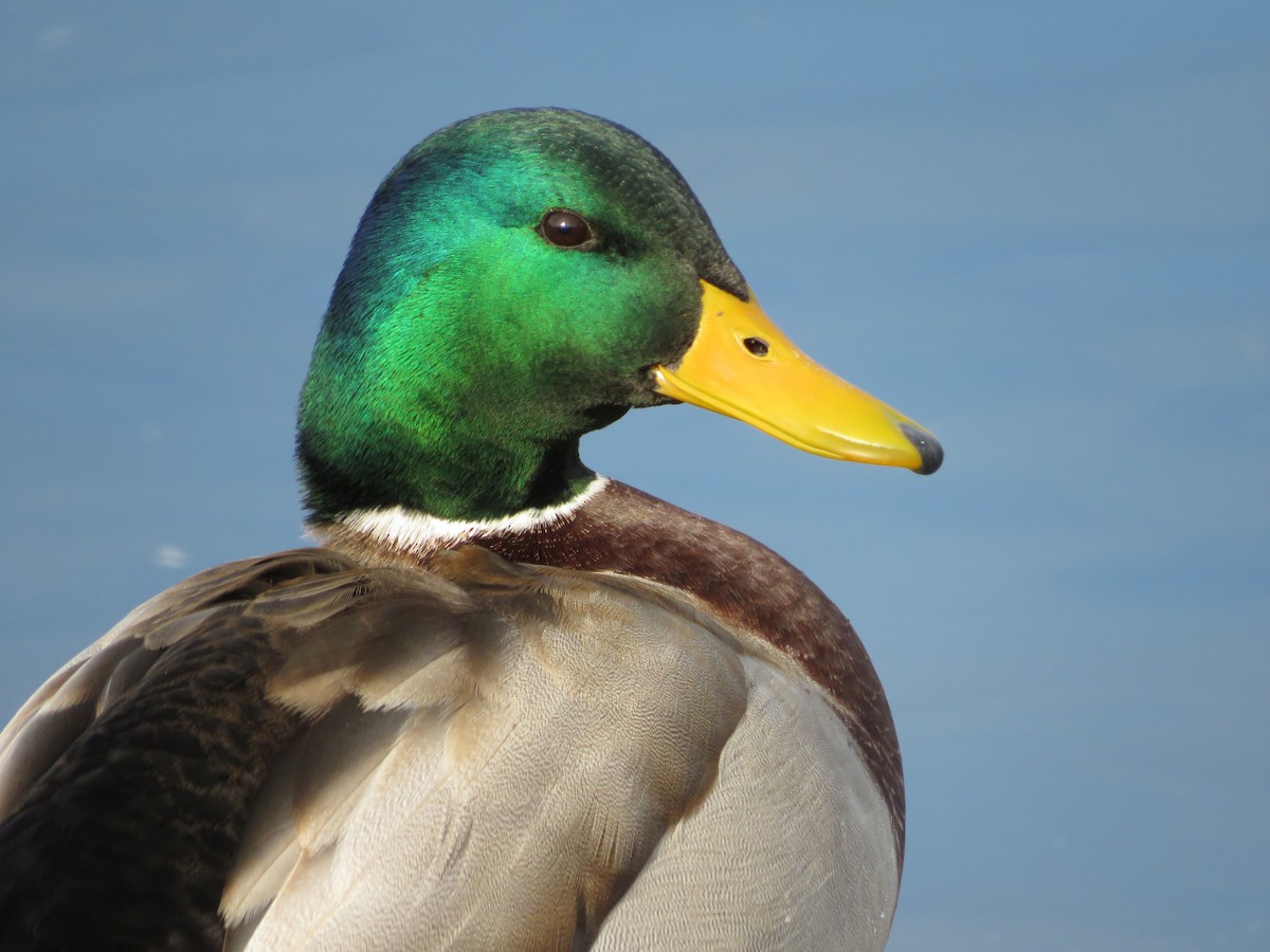 Canard colvert - ML643306099