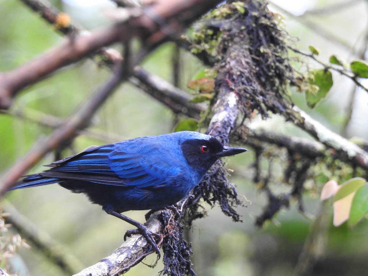Masked Flowerpiercer - ML643306103