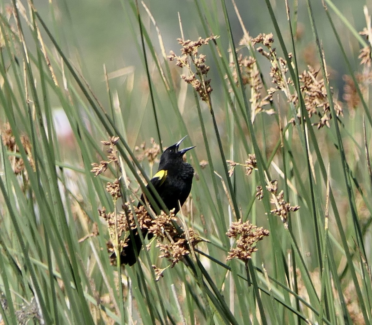 Yellow-winged Blackbird - ML643306116