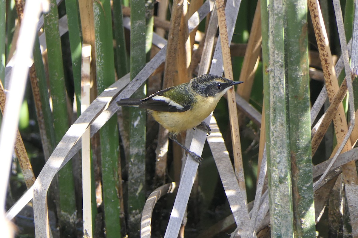 Many-colored Rush Tyrant - ML643306128