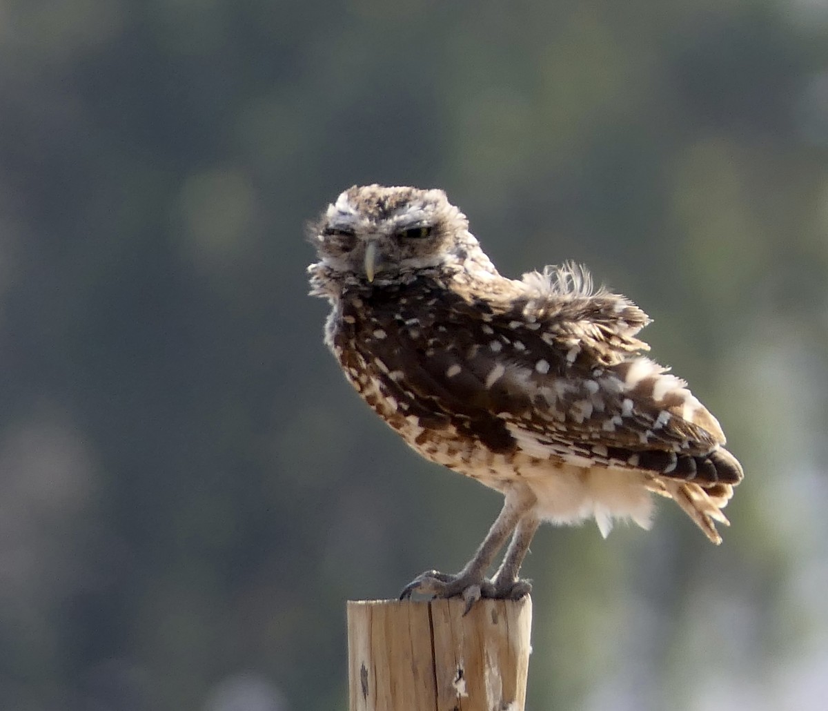 Burrowing Owl - ML643306180
