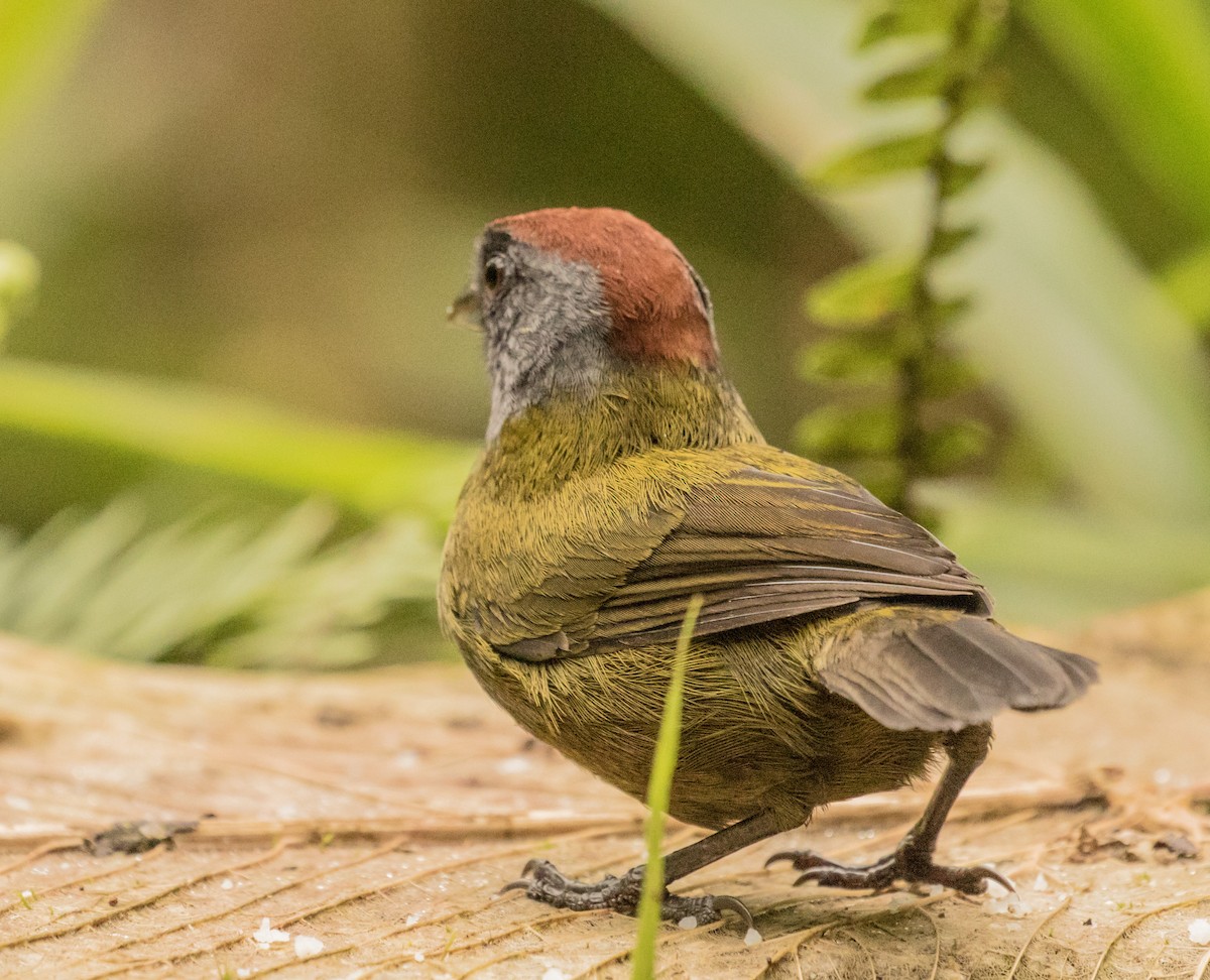 Olive Finch - ML643306181
