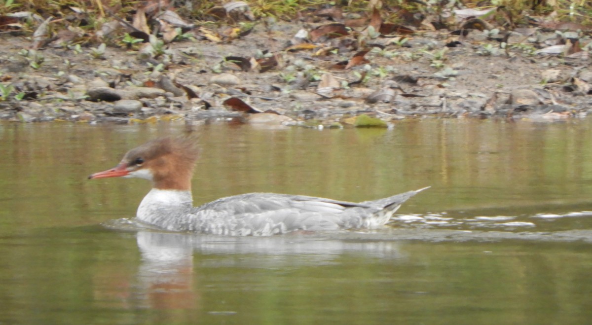 Common Merganser - ML643306189