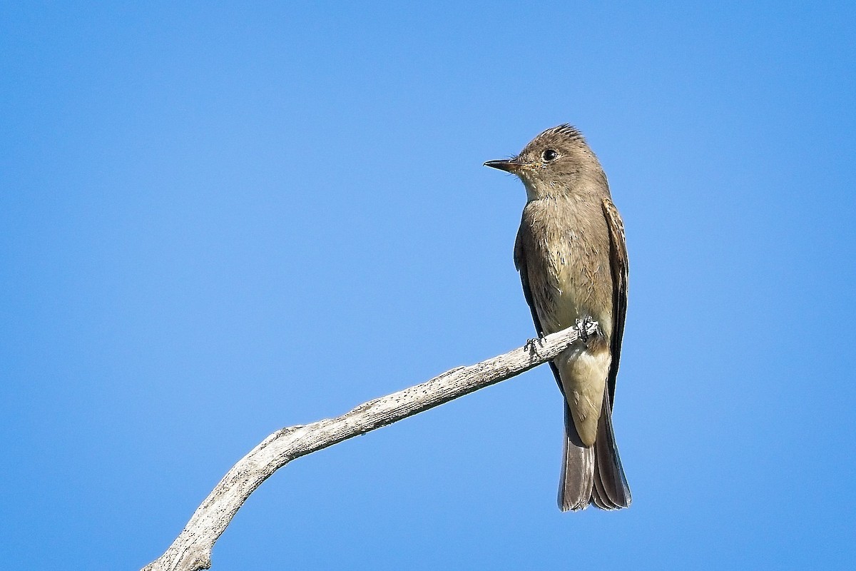 Western Wood-Pewee - ML643306196