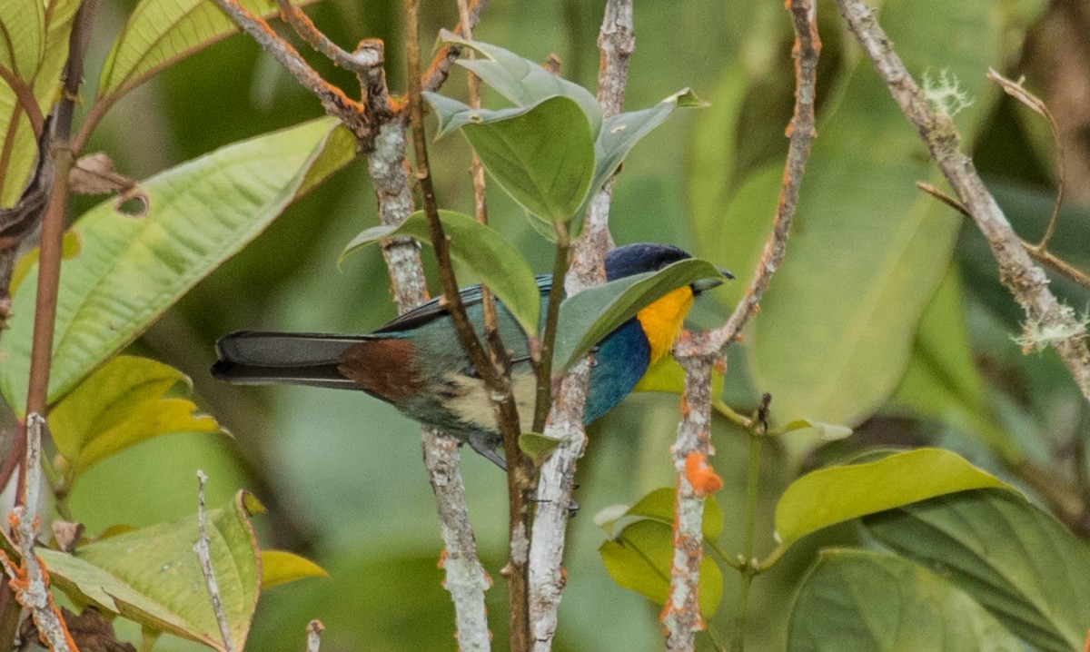 Tangara Capiazul - ML643306198