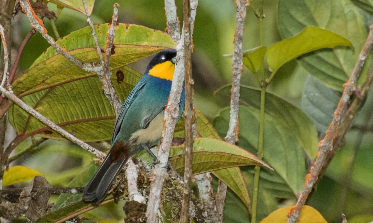 Tangara Capiazul - ML643306199