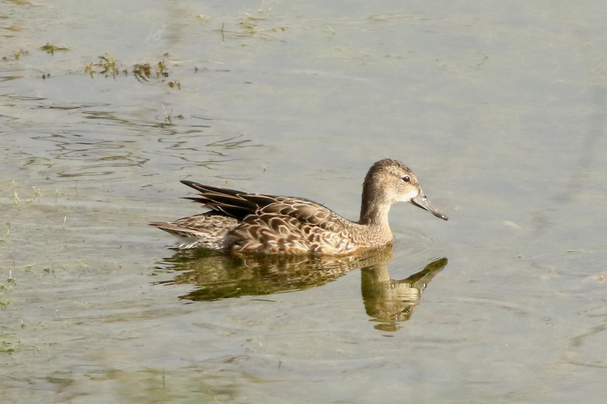 Green-winged Teal - ML643306200