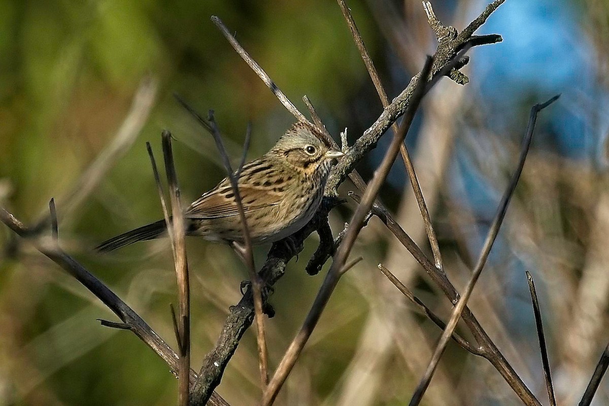 Lincoln's Sparrow - ML643306205