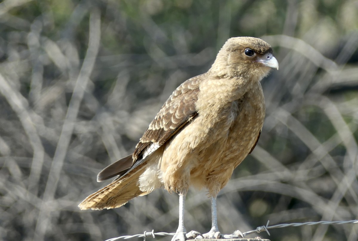 Chimango Caracara - ML643306206