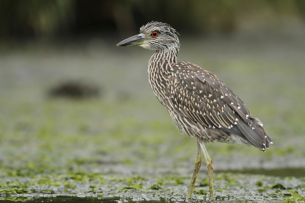 Yellow-crowned Night Heron - ML64330621