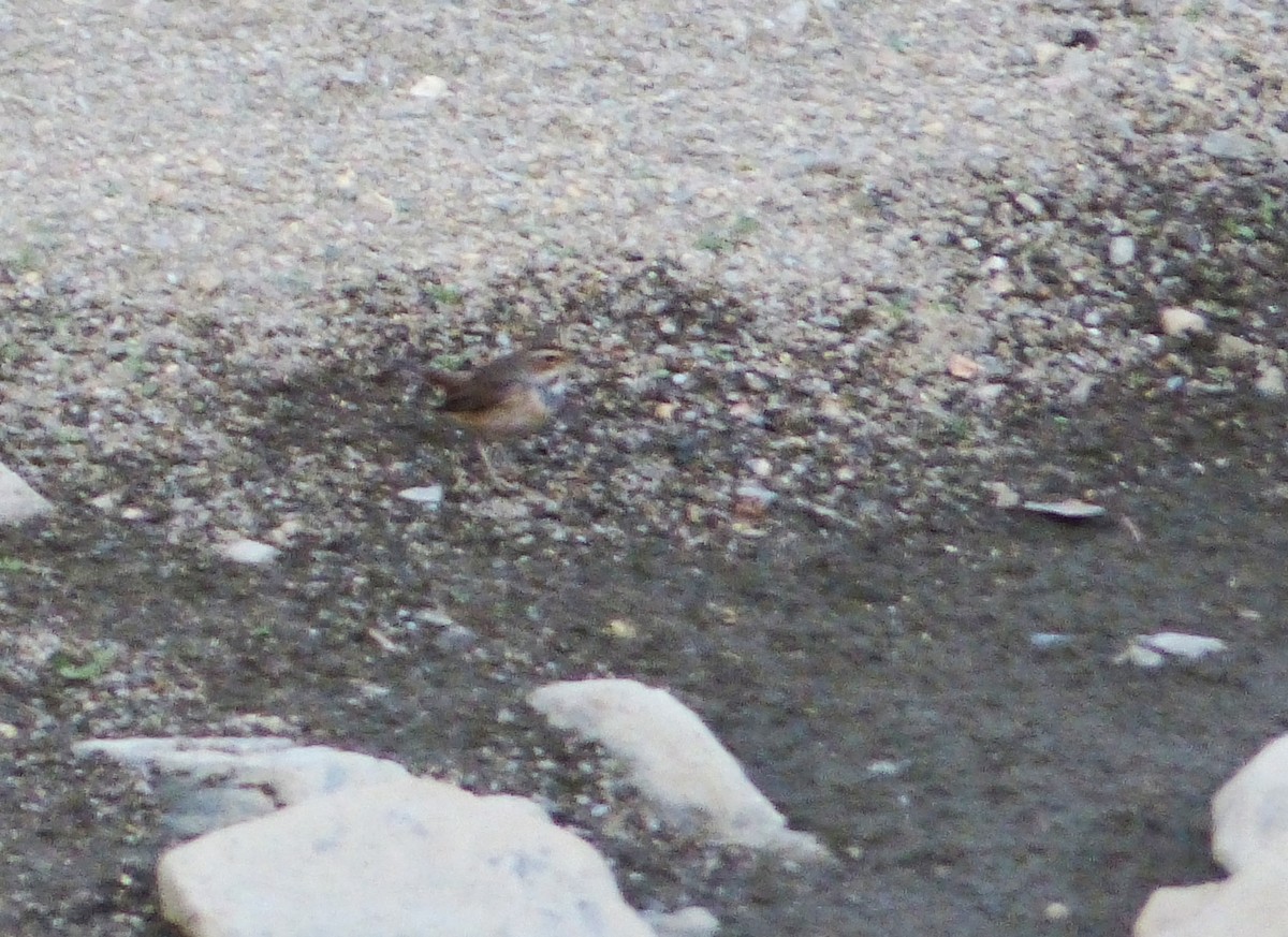 slavík modráček - ML643306216