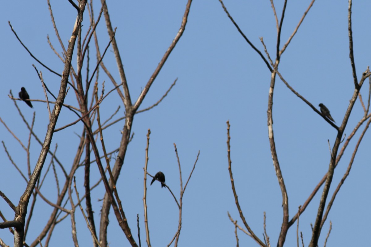 Black Sawwing - ML643306253