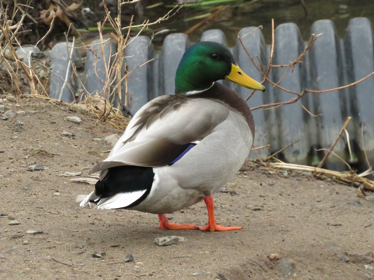 Canard colvert - ML643306257