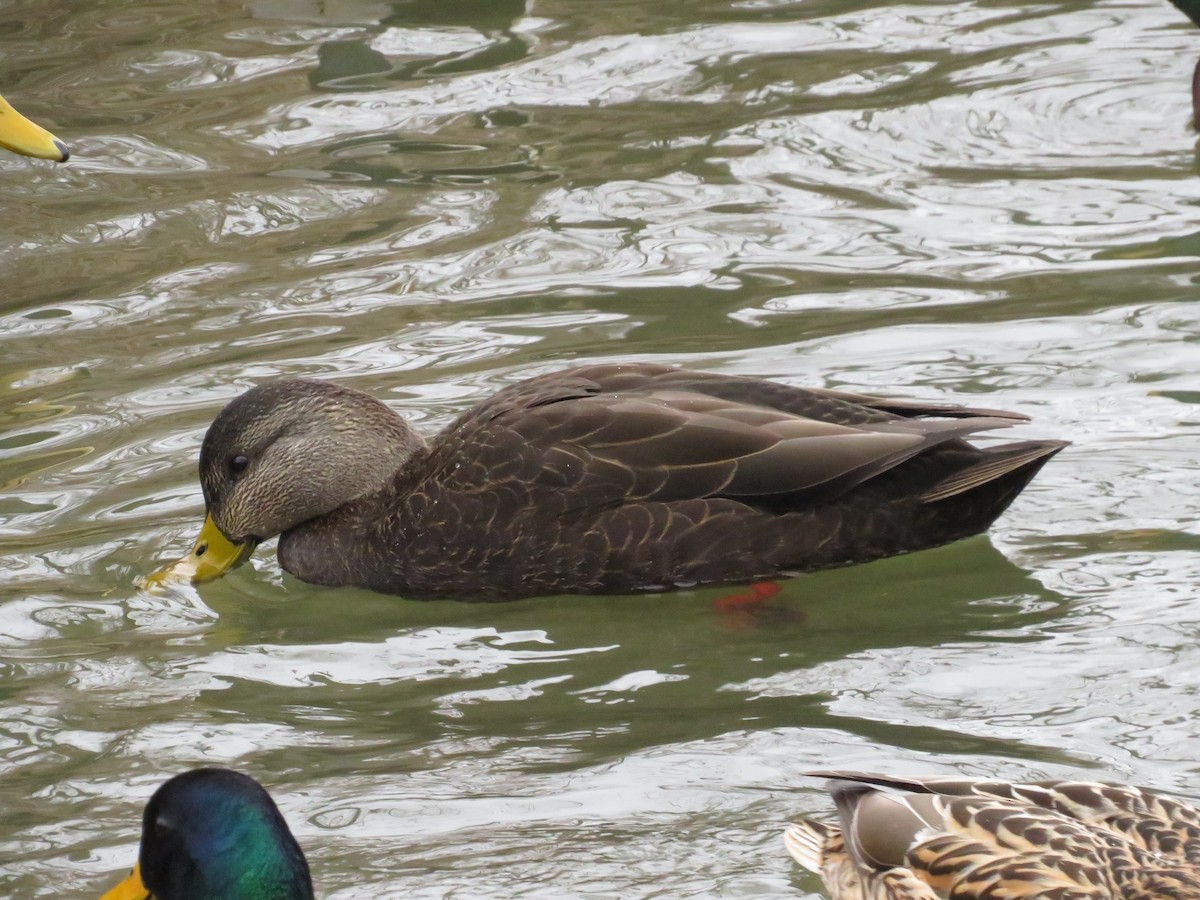 Canard noir - ML643306260