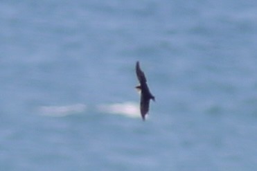 Wire-tailed Swallow - ML643306269